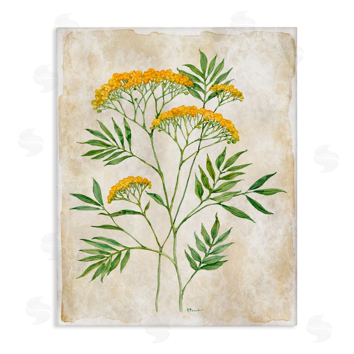 Paul Brent Vintage Flower Journal Canvas Wall Art Print