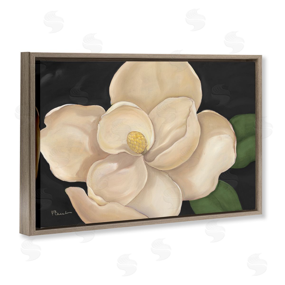 Paul Brent Magnolia Grandiflora on Black Canvas Wall Art Print