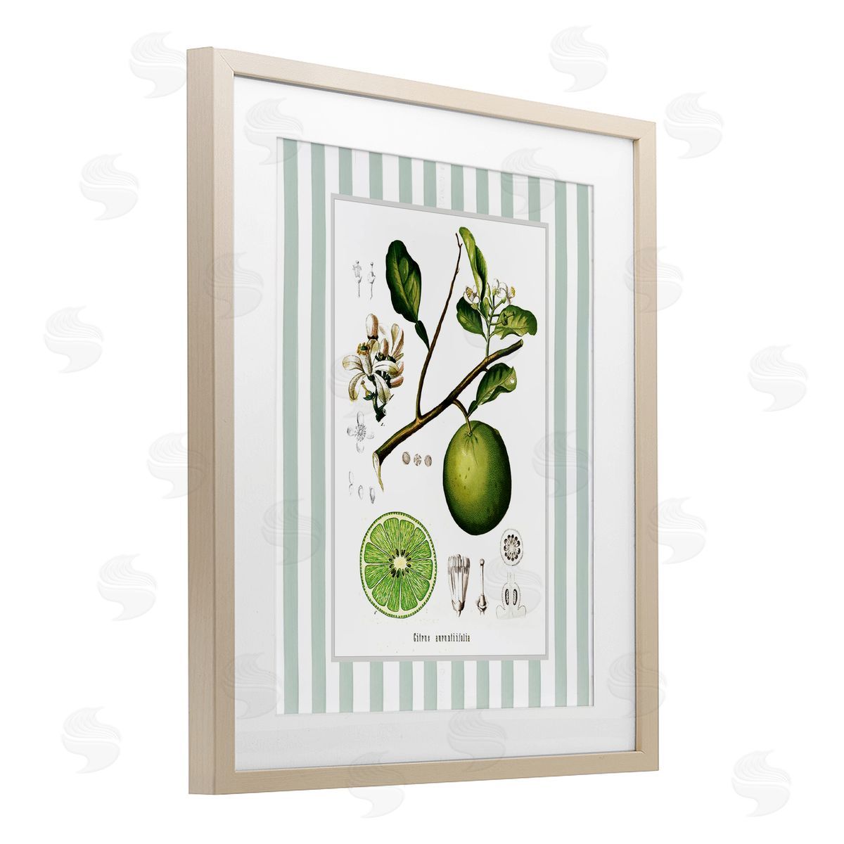 Lettered and Lined Vintage Lime Green Stripes Canvas Wall Art Print