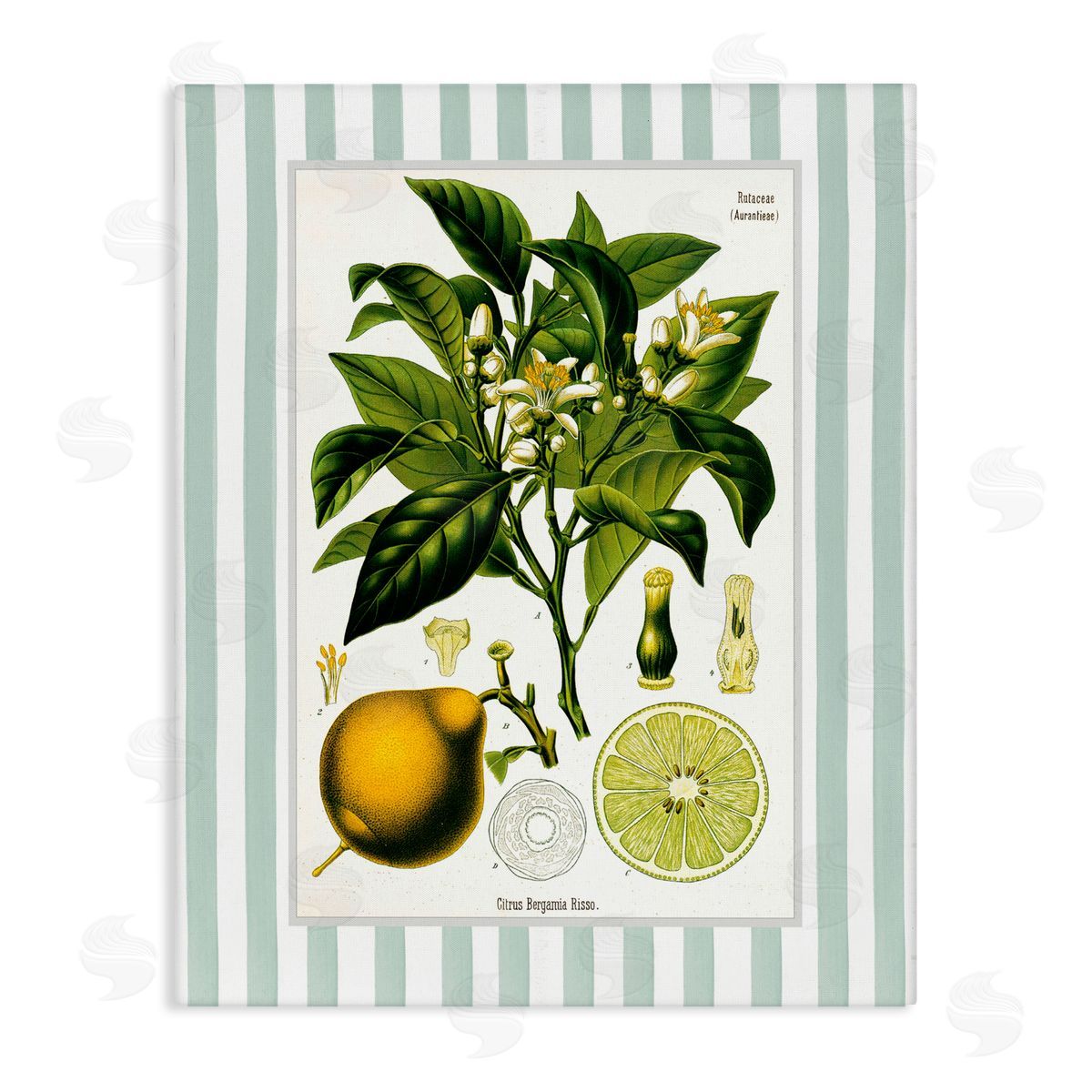 Lettered and Lined Lemon Plant Green Stripes Canvas Wall Art Print