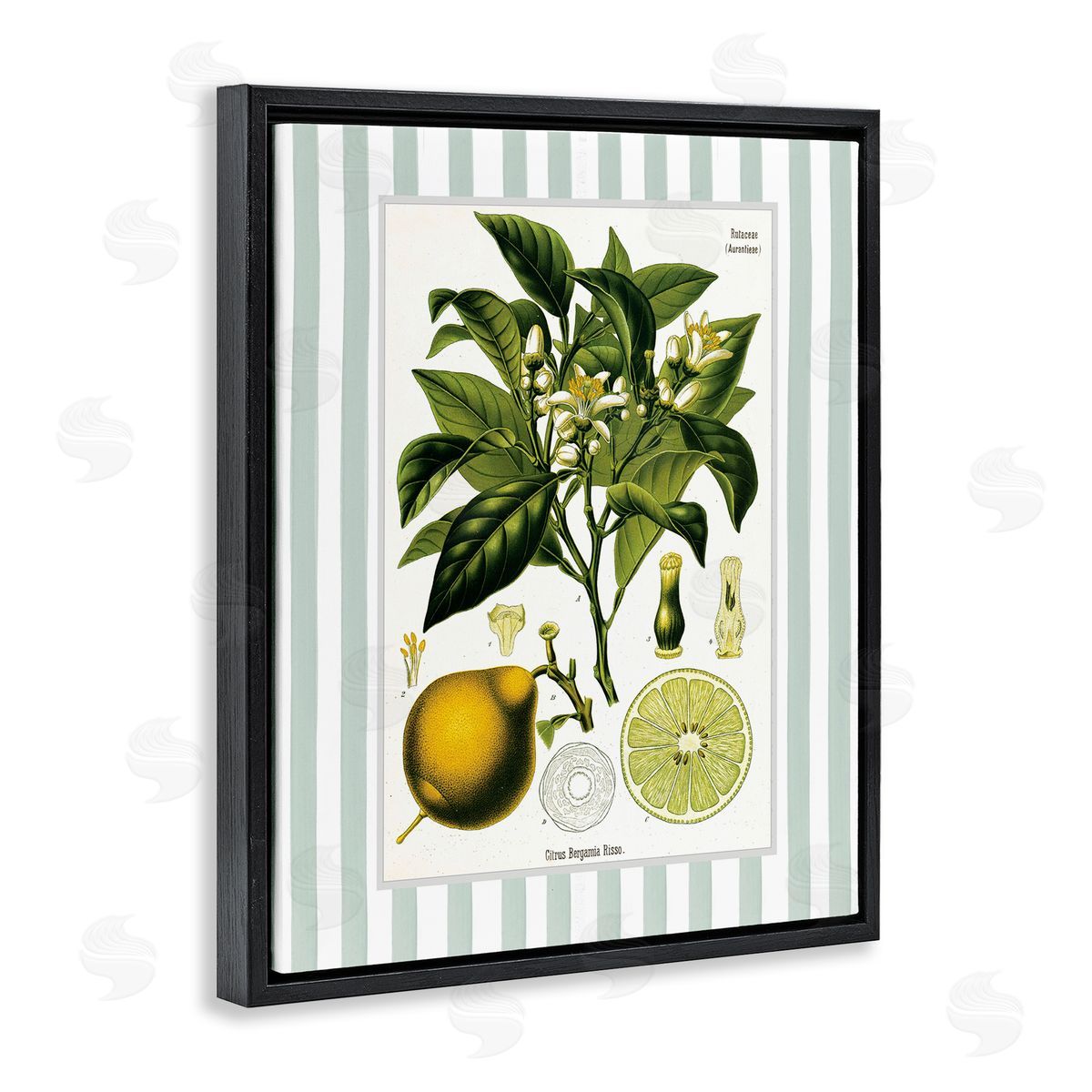 Lettered and Lined Lemon Plant Green Stripes Canvas Wall Art Print