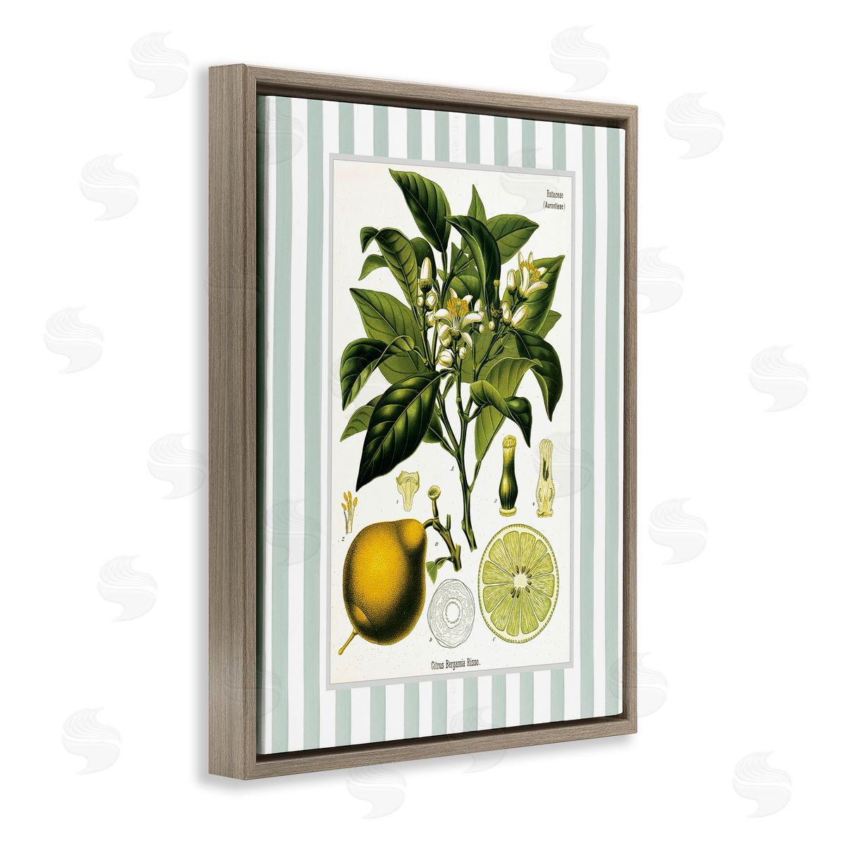 Lettered and Lined Lemon Plant Green Stripes Canvas Wall Art Print