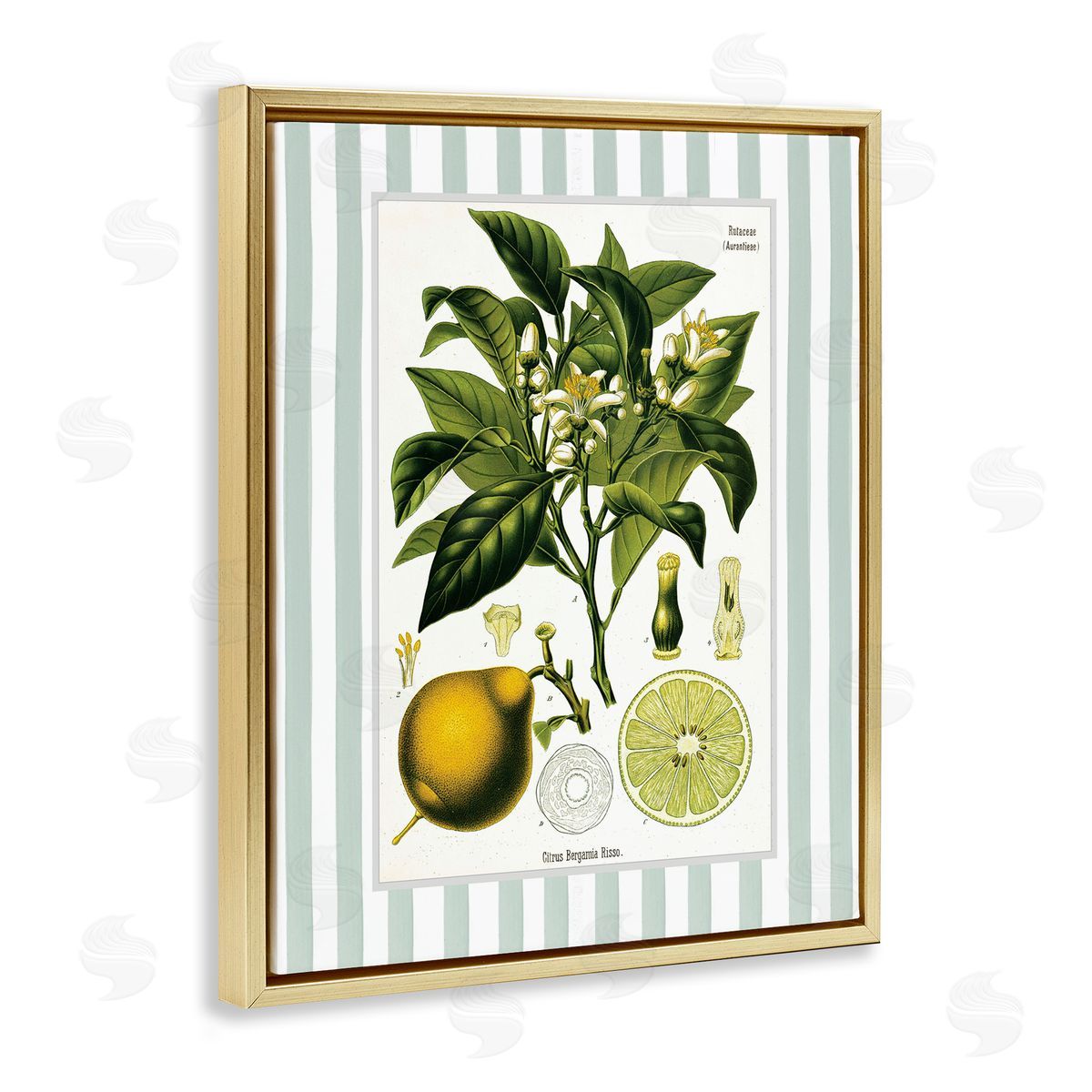 Lettered and Lined Lemon Plant Green Stripes Canvas Wall Art Print