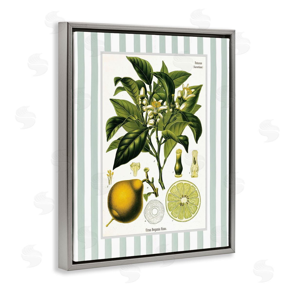 Lettered and Lined Lemon Plant Green Stripes Canvas Wall Art Print