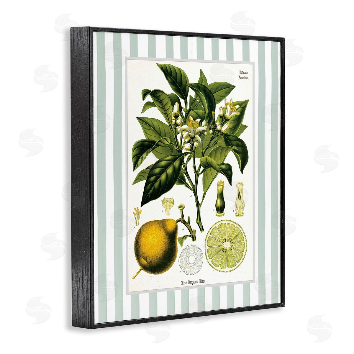 Lettered and Lined Lemon Plant Green Stripes Canvas Wall Art Print