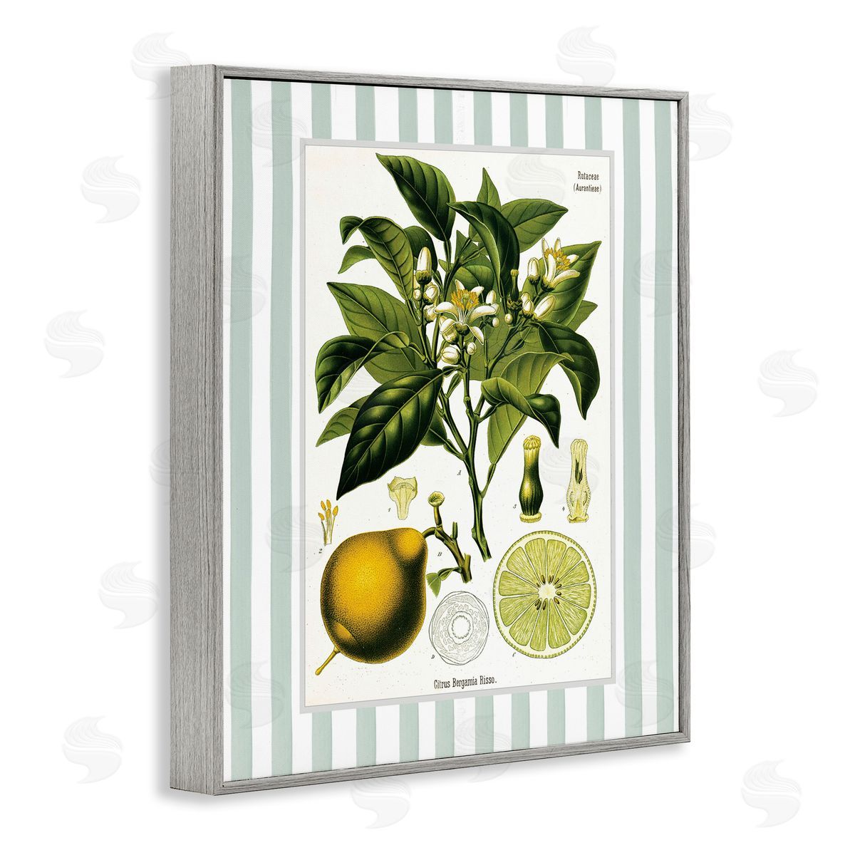 Lettered and Lined Lemon Plant Green Stripes Canvas Wall Art Print