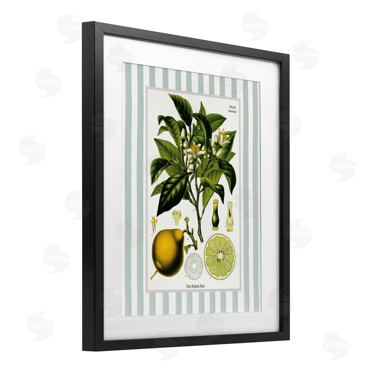 Lettered and Lined Lemon Plant Green Stripes Canvas Wall Art Print
