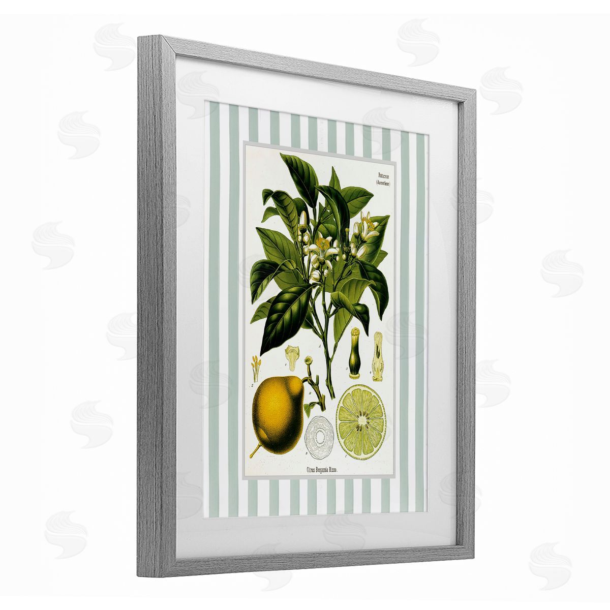 Lettered and Lined Lemon Plant Green Stripes Canvas Wall Art Print