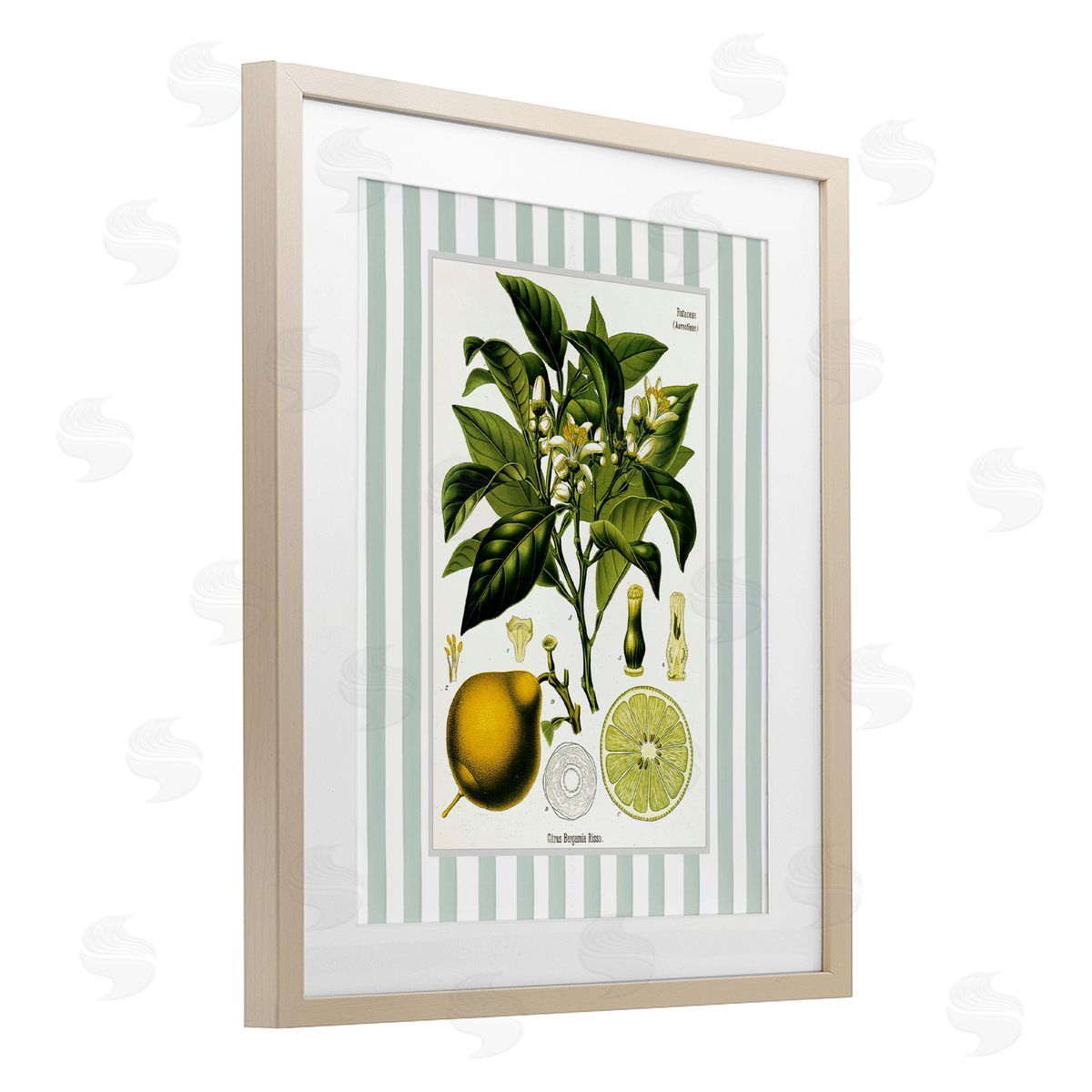 Lettered and Lined Lemon Plant Green Stripes Canvas Wall Art Print
