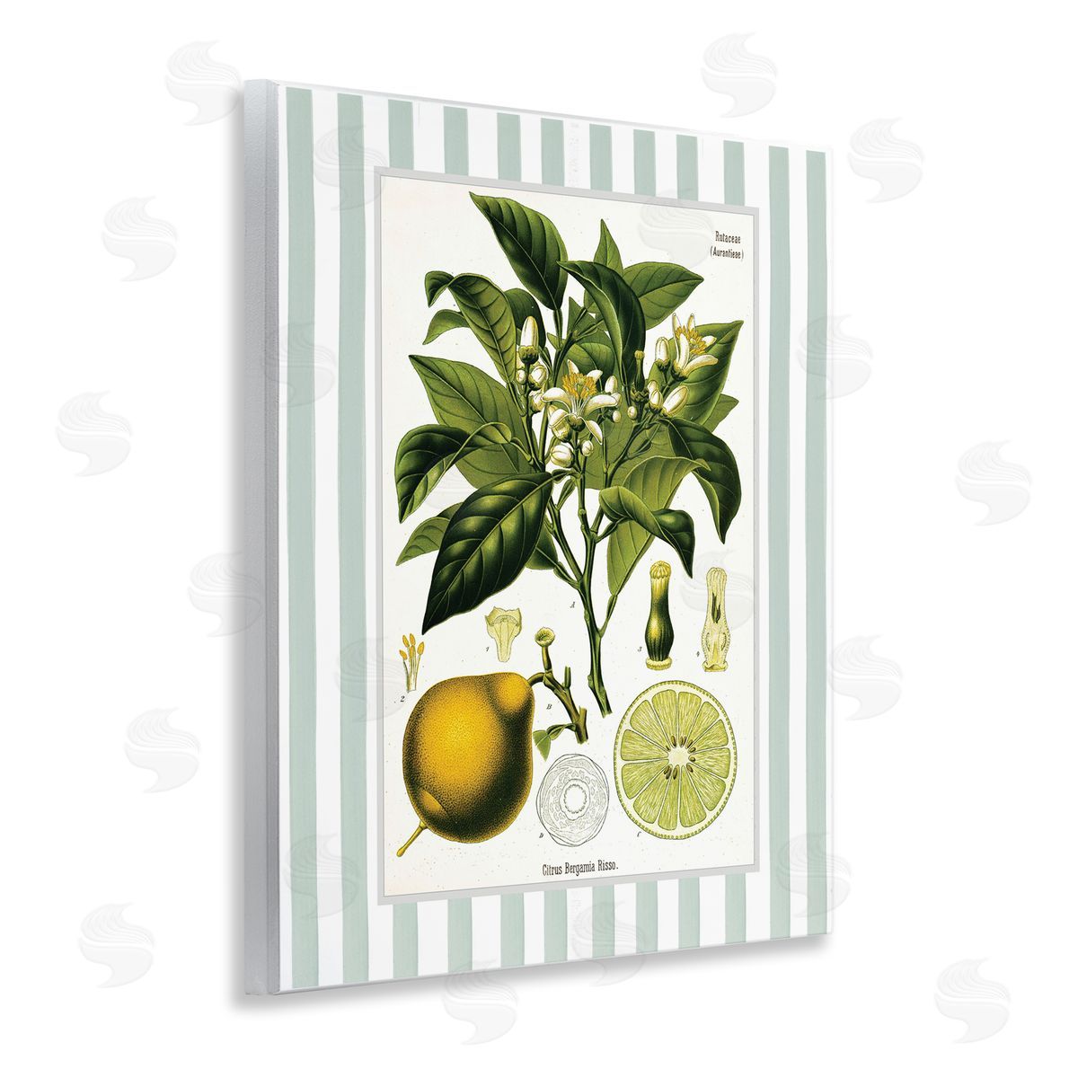 Lettered and Lined Lemon Plant Green Stripes Canvas Wall Art Print