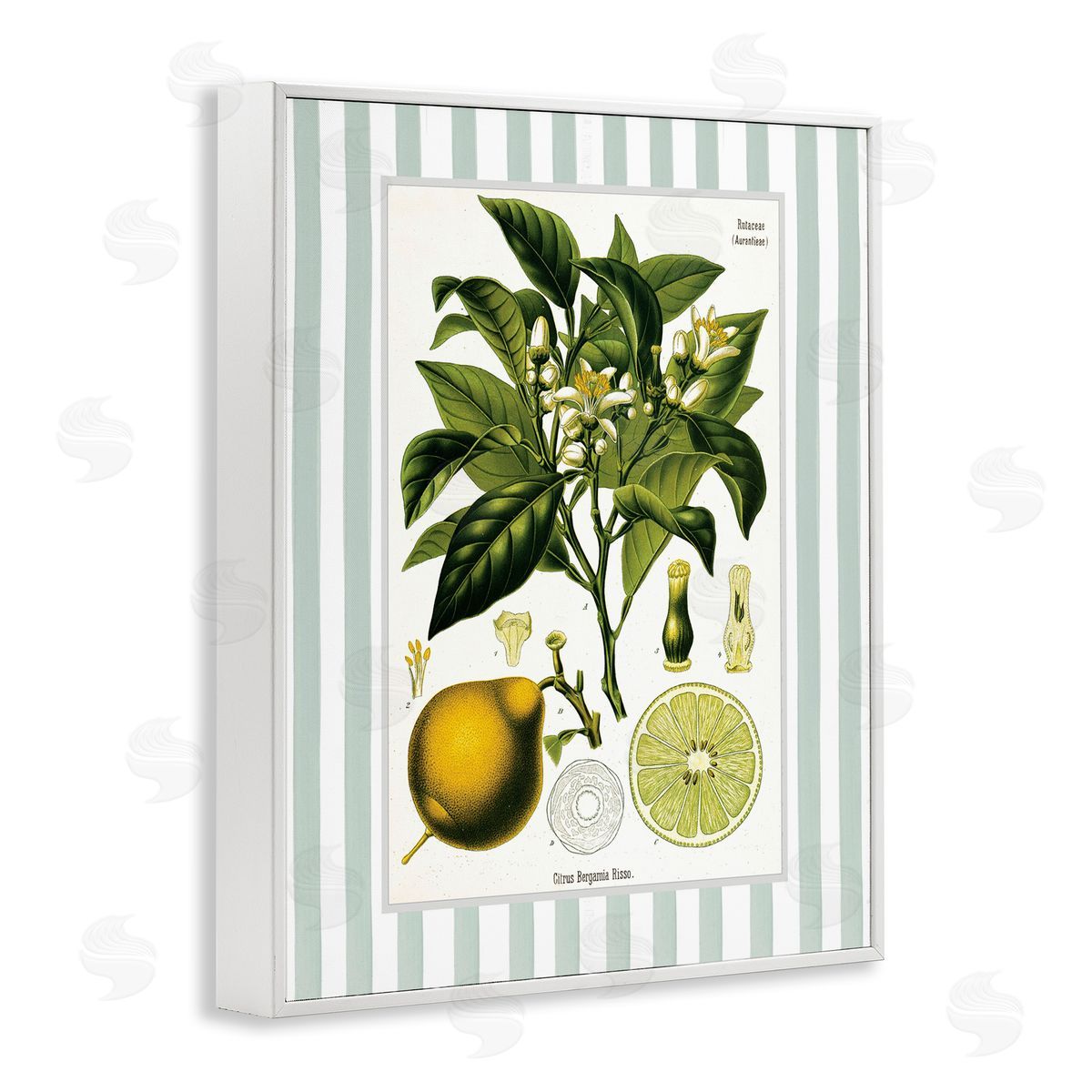 Lettered and Lined Lemon Plant Green Stripes Canvas Wall Art Print