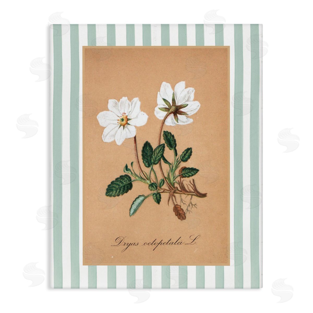 Lettered and Lined White Flower Green Stripes Canvas Wall Art Print
