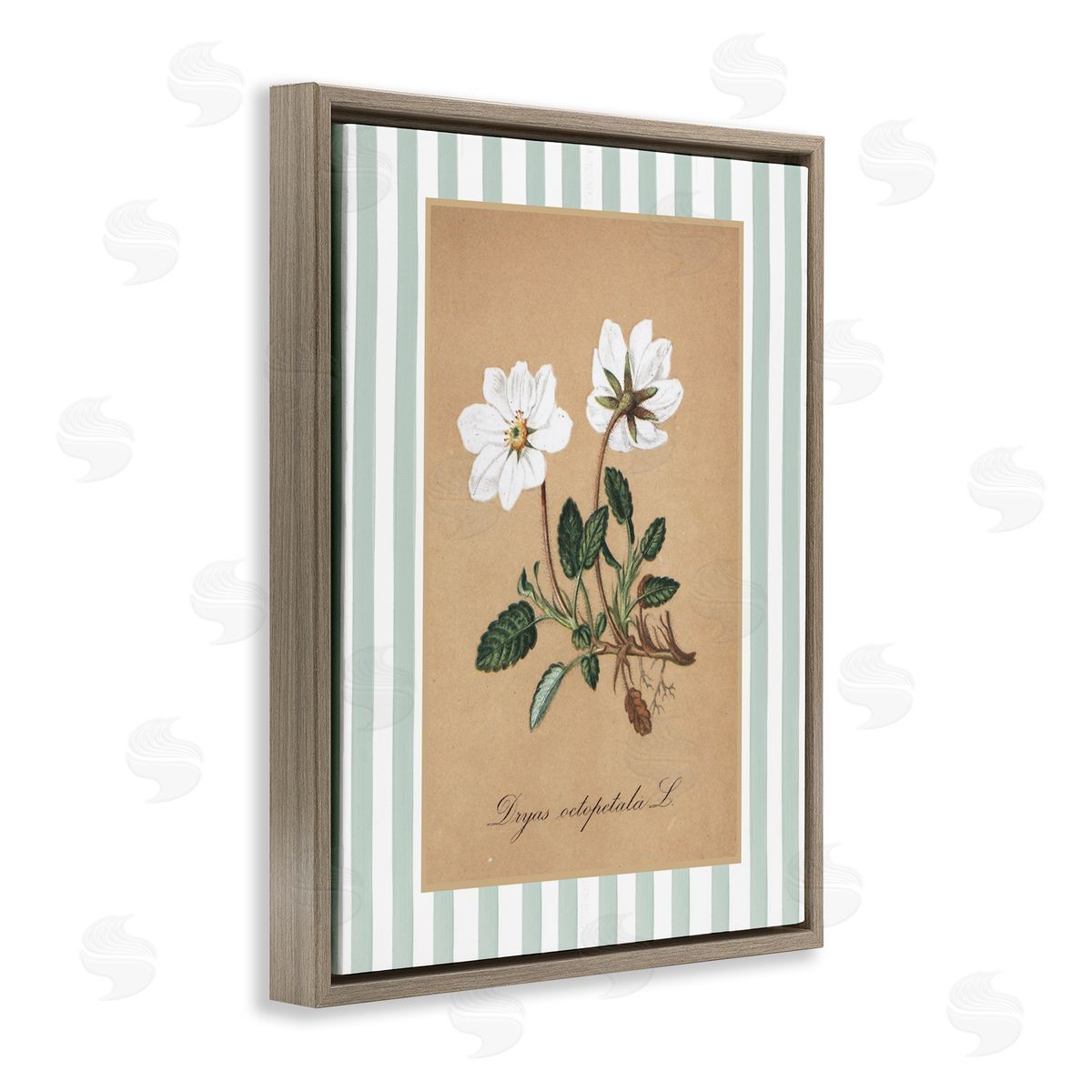 Lettered and Lined White Flower Green Stripes Canvas Wall Art Print
