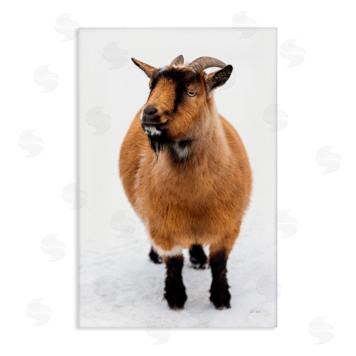 Deborah Revell Brown Little Goat Canvas Wall Art Print