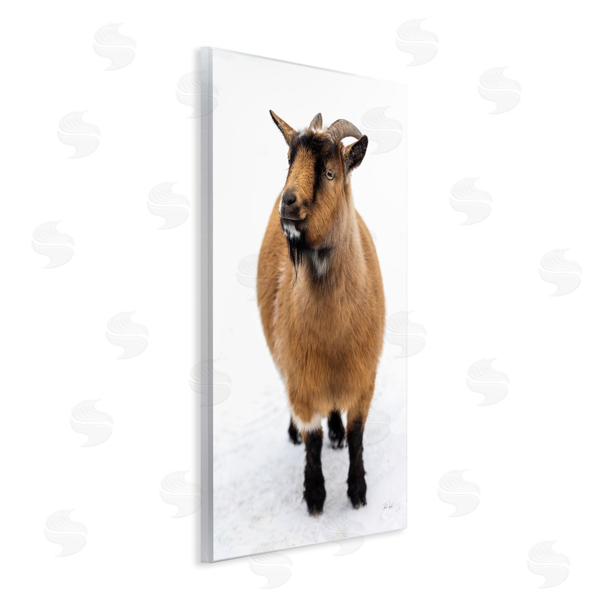 Deborah Revell Brown Little Goat Canvas Wall Art Print
