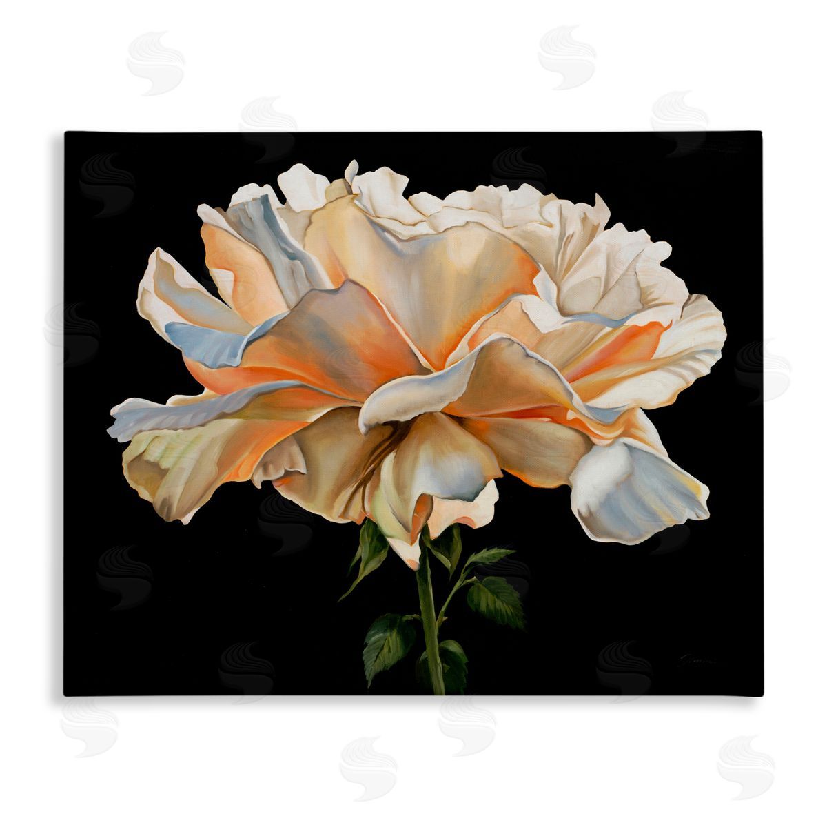 Liz Jardine Delicate Carnation Petals over Black Canvas Wall Art Print