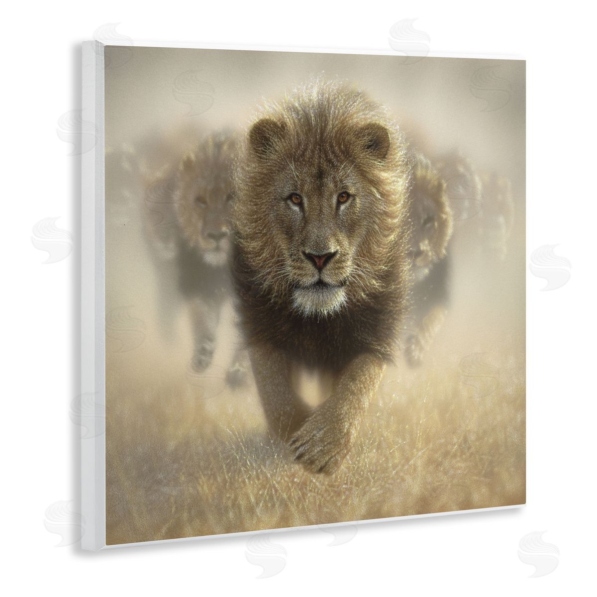 Collin Bogle Eat My Dust Lions Canvas Wall Art Print