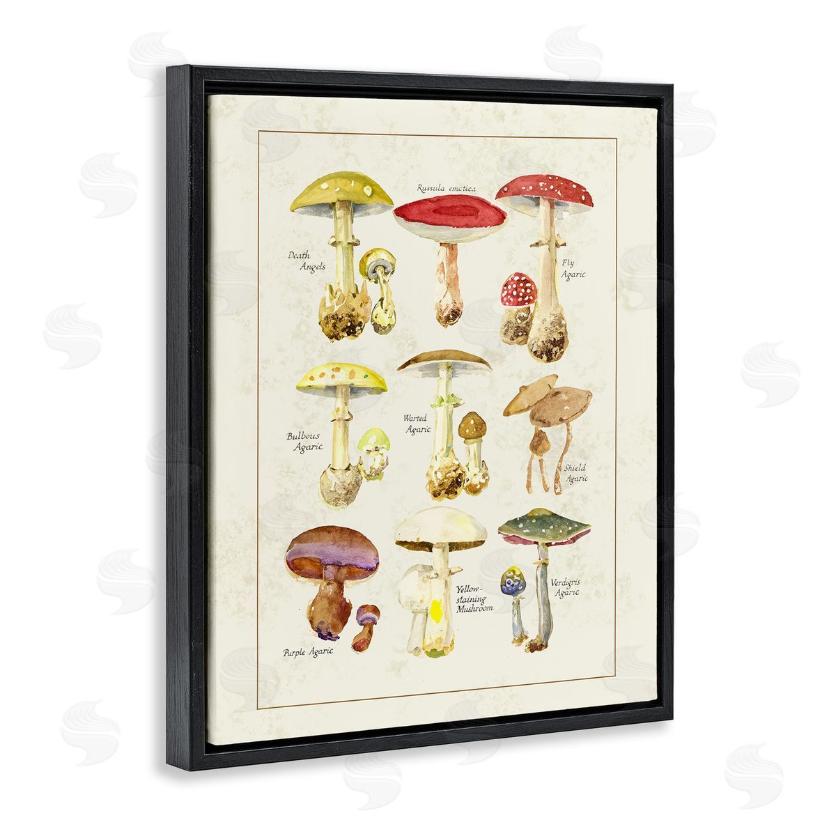 Tina Higgins Designs Inc. Various Mushroom Specimen Black Floating Frame Canvas Wall Art Print