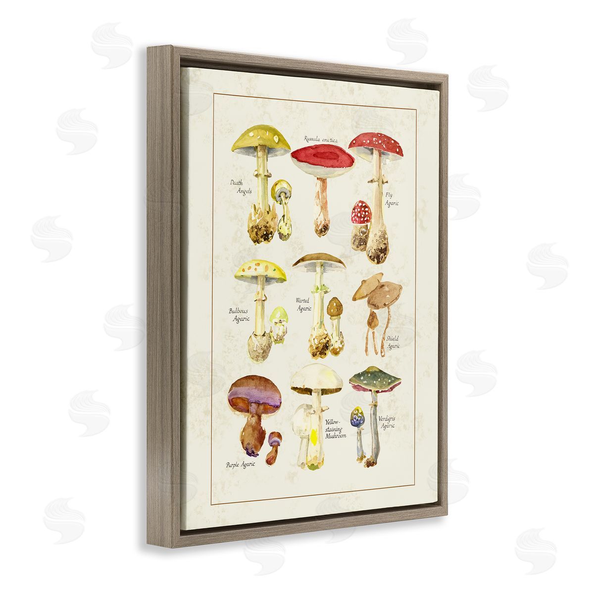 Tina Higgins Designs Inc. Various Mushroom Specimen Brown Floating Frame Canvas Art Print
