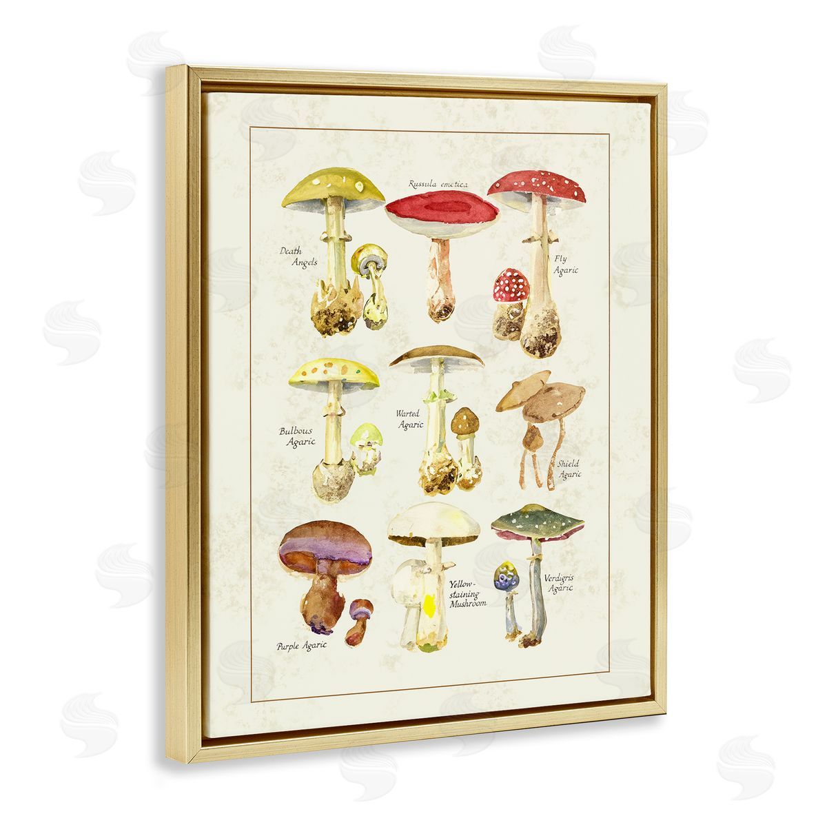 Tina Higgins Designs Inc. Various Mushroom Specimen Gold Floating Frame Canvas Art Print