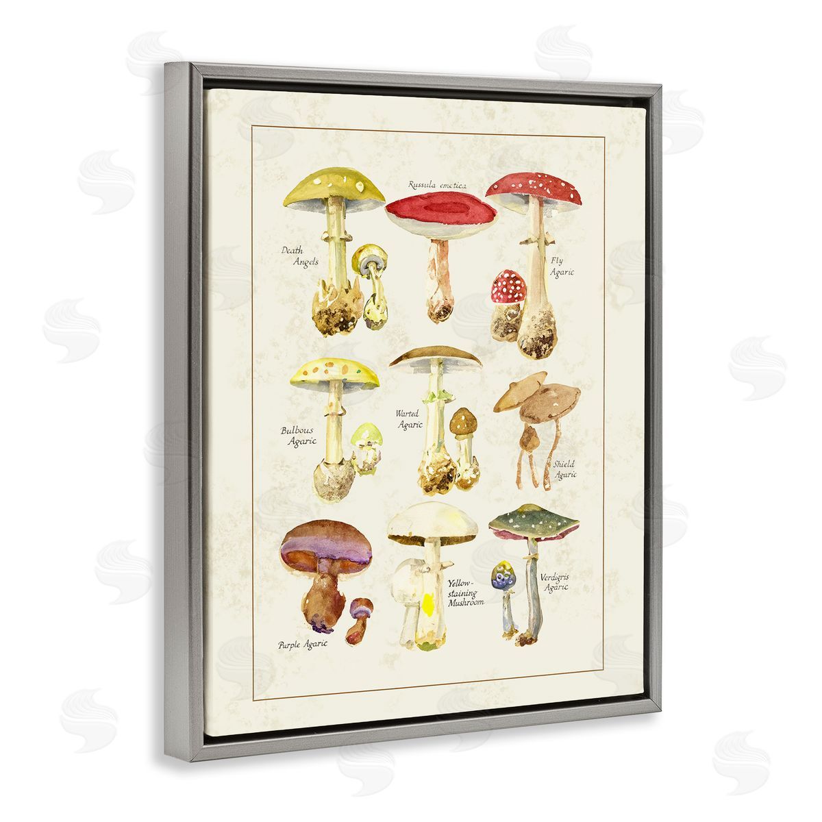 Tina Higgins Designs Inc. Various Mushroom Specimen Gray Floating Frame Canvas Art Print