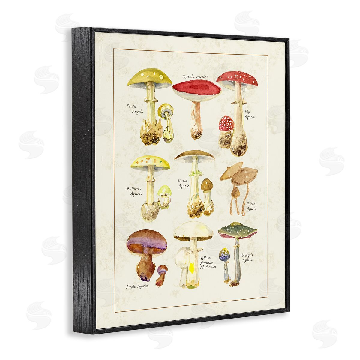 Tina Higgins Designs Inc. Various Mushroom Specimen Black Framed Giclee Art Print