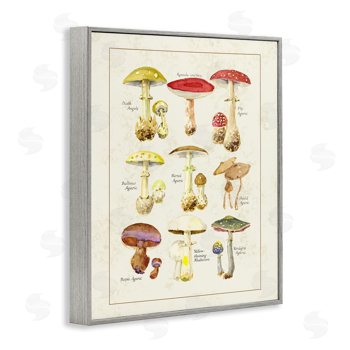 Tina Higgins Designs Inc. Various Mushroom Specimen Gray Framed Giclee Art Print
