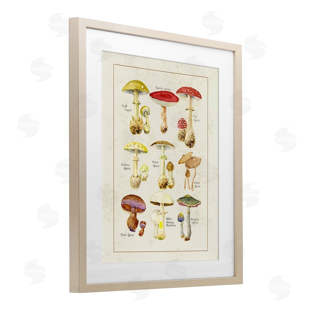 Tina Higgins Designs Inc. Various Mushroom Specimen Birch Framed Print Under Glass Art