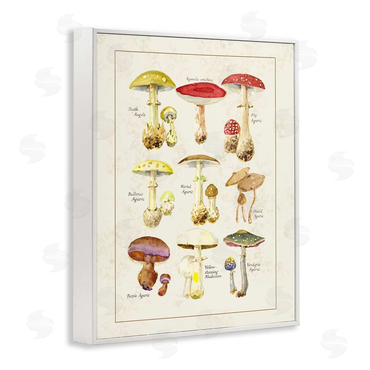 Tina Higgins Designs Inc. Various Mushroom Specimen White Frame Giclee Art Print