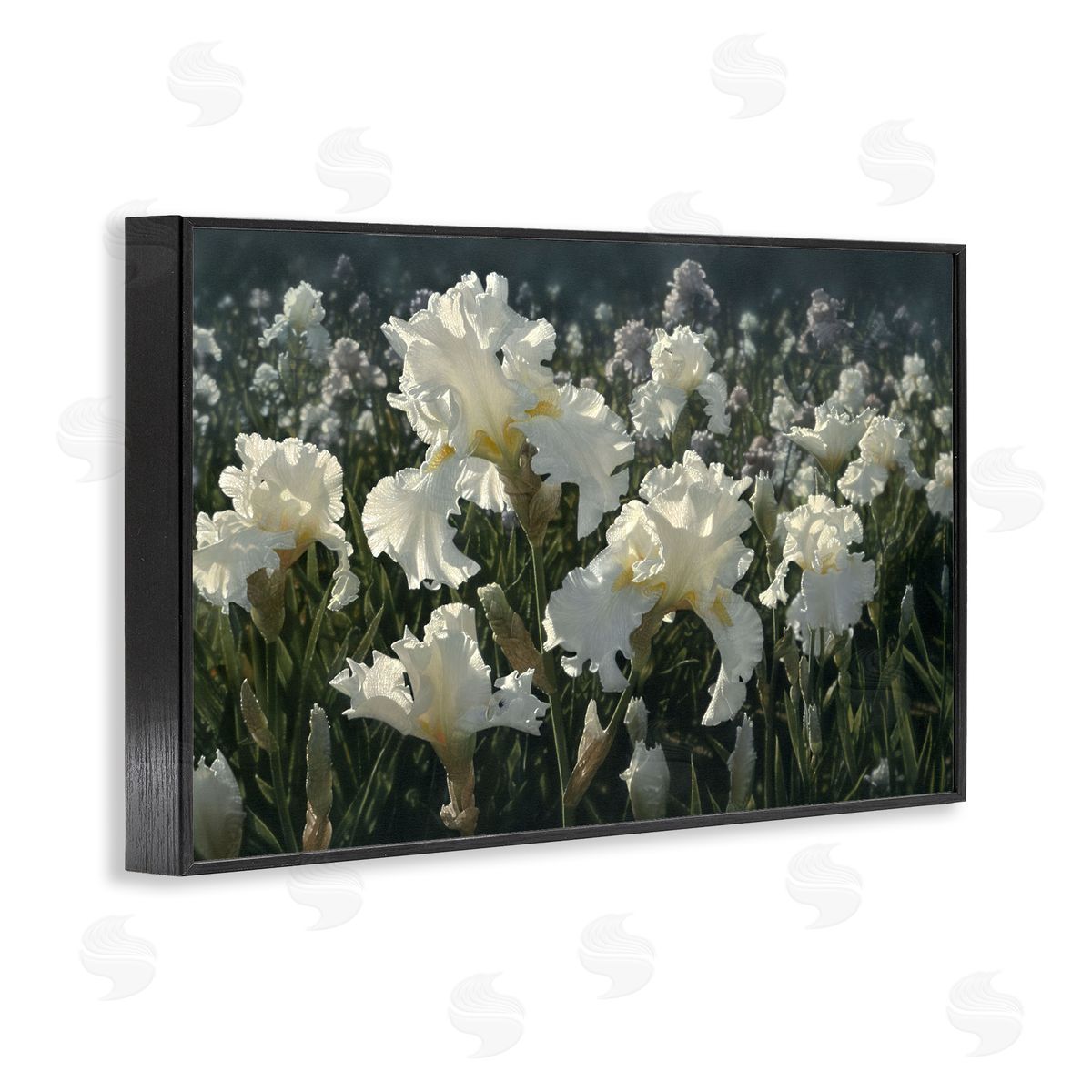 Collin Bogle White Iris Garden Canvas Wall Art Print