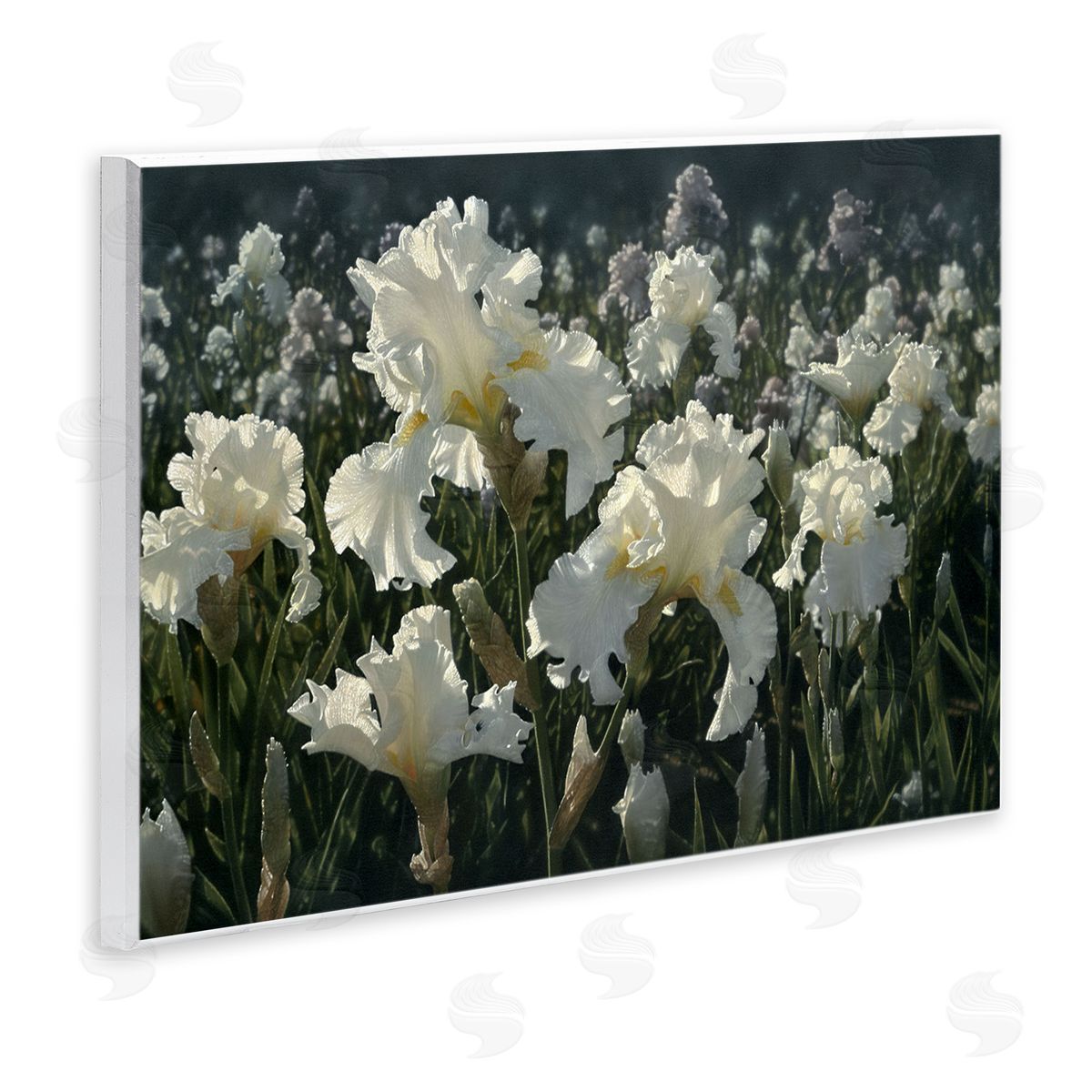 Collin Bogle White Iris Garden Canvas Wall Art Print