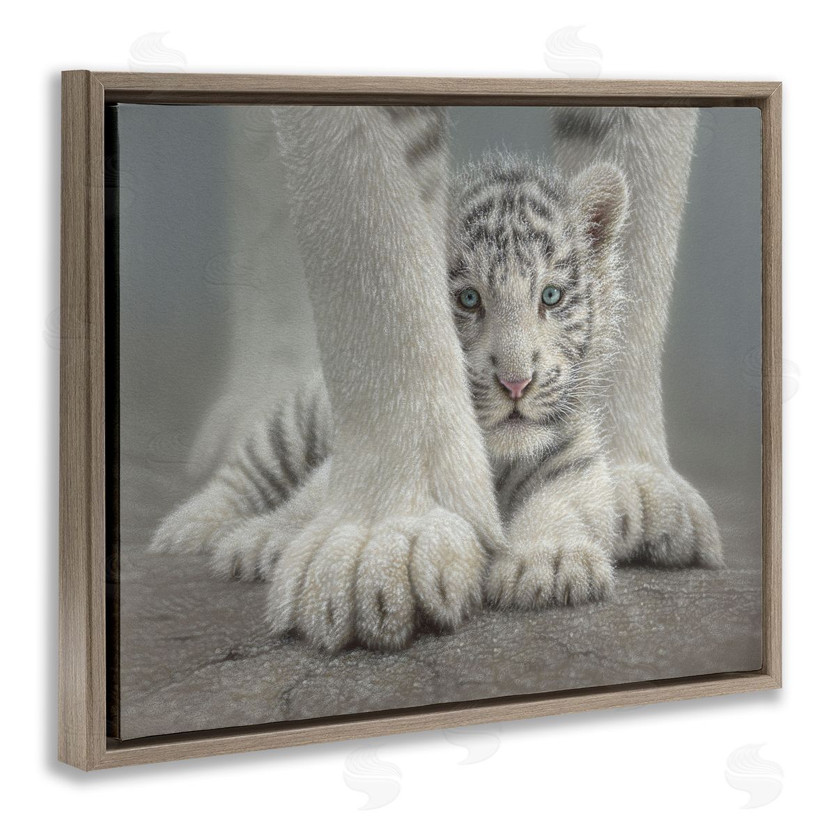 Collin Bogle Sheltered White Tiger Cub Canvas Wall Art Print