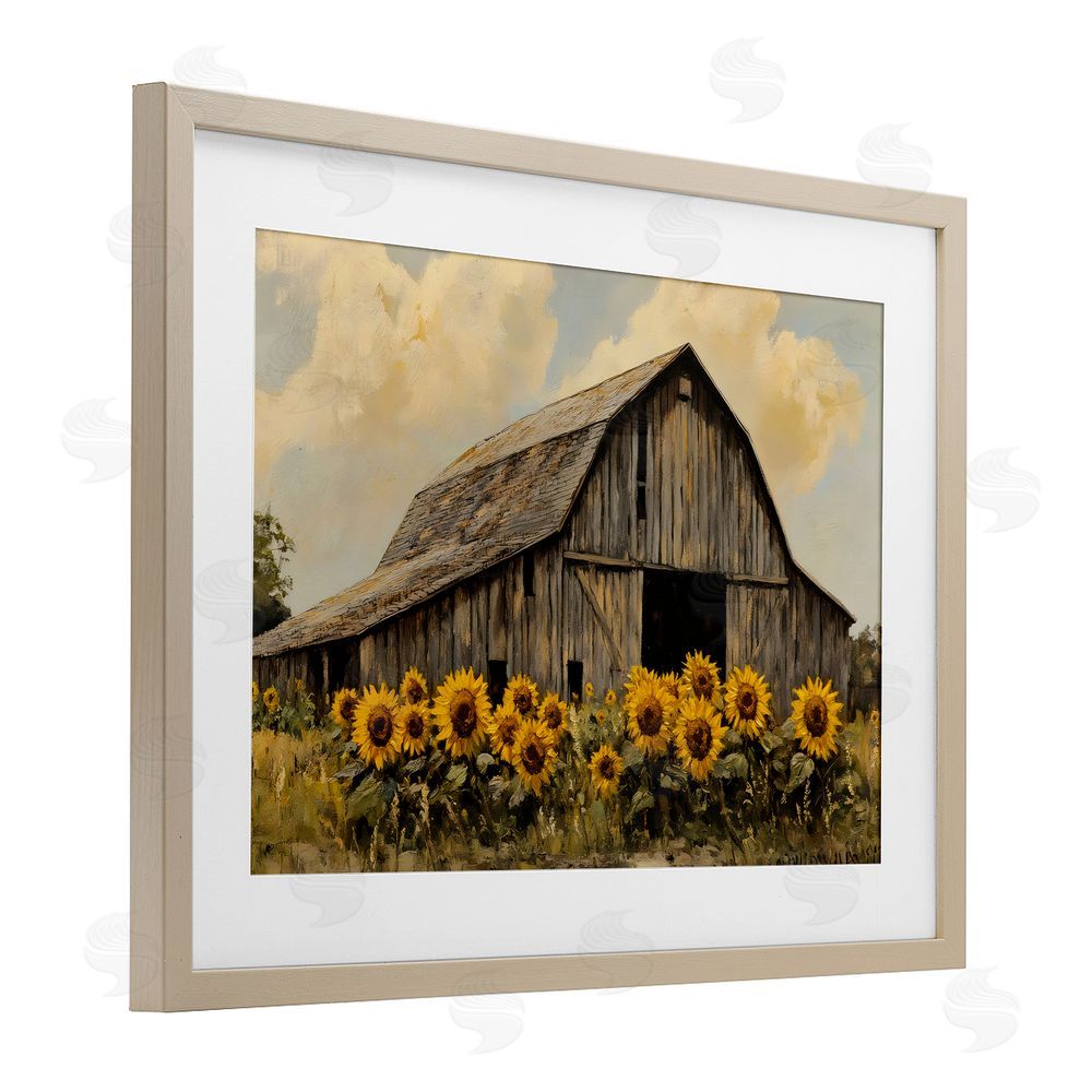 Franklyn Gregory Barn In Sunflower Field Birch Framed Print Under Glass with White Mat Wall Art