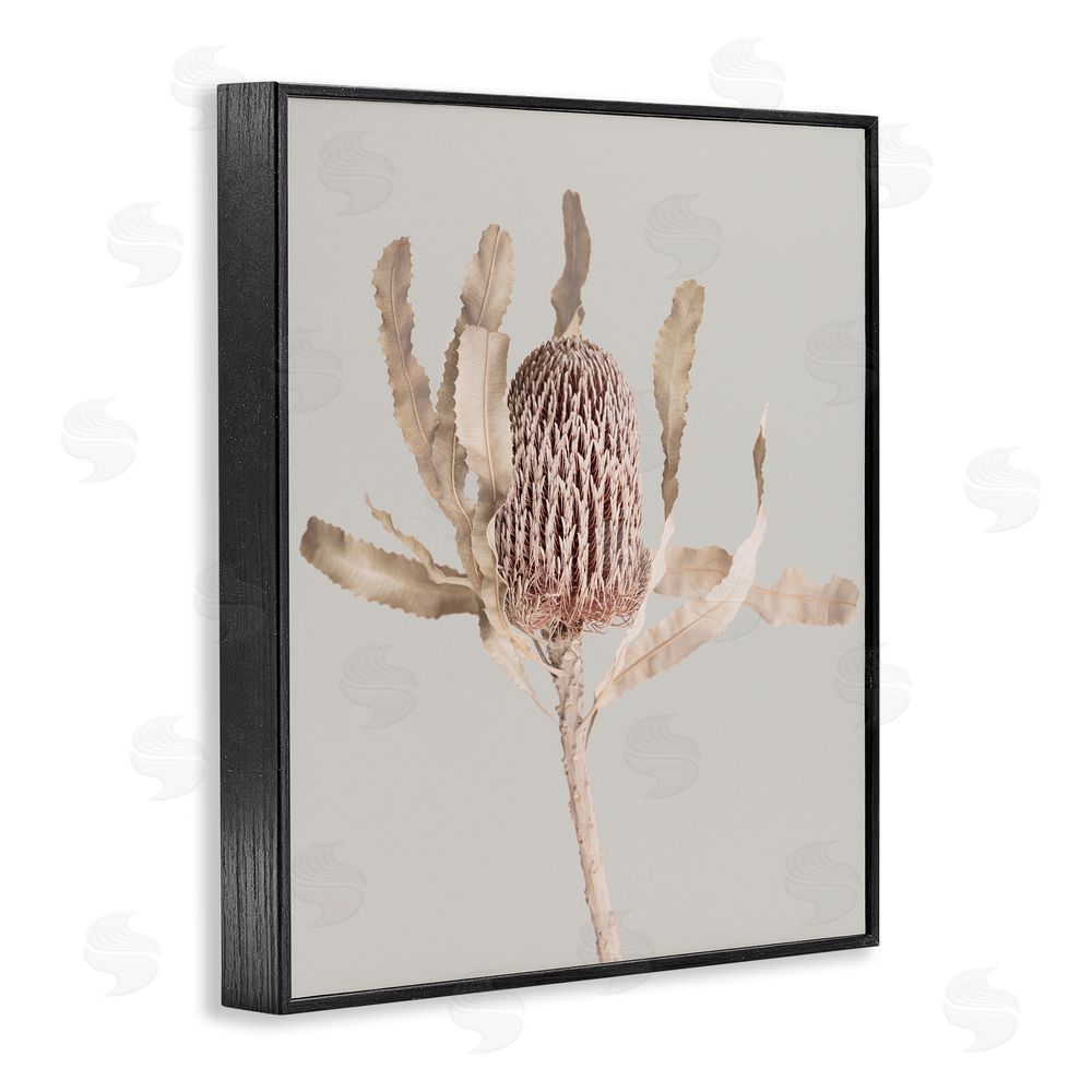 Sisi and Seb Australian Banksia Botanical Black Framed Giclee Wall Art Print