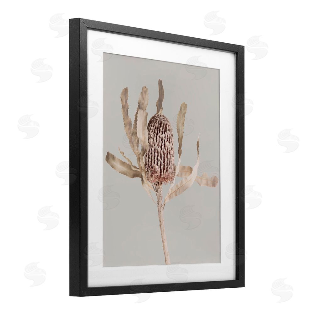 Sisi and Seb Australian Banksia Botanical Black Framed Print Under Glass with White Mat Wall Art