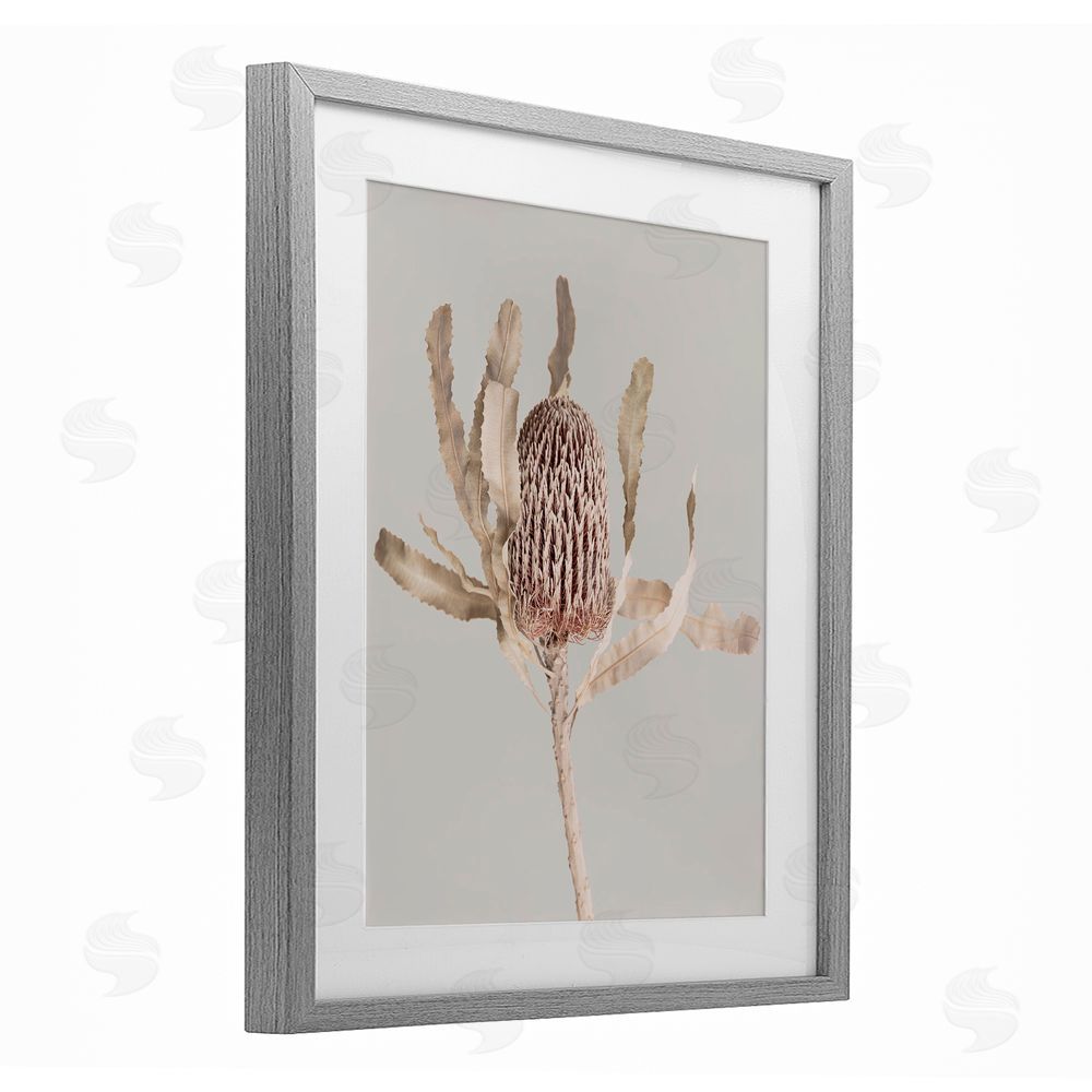 Sisi and Seb Australian Banksia Botanical Gray Framed Print Under Glass with White Mat Wall Art