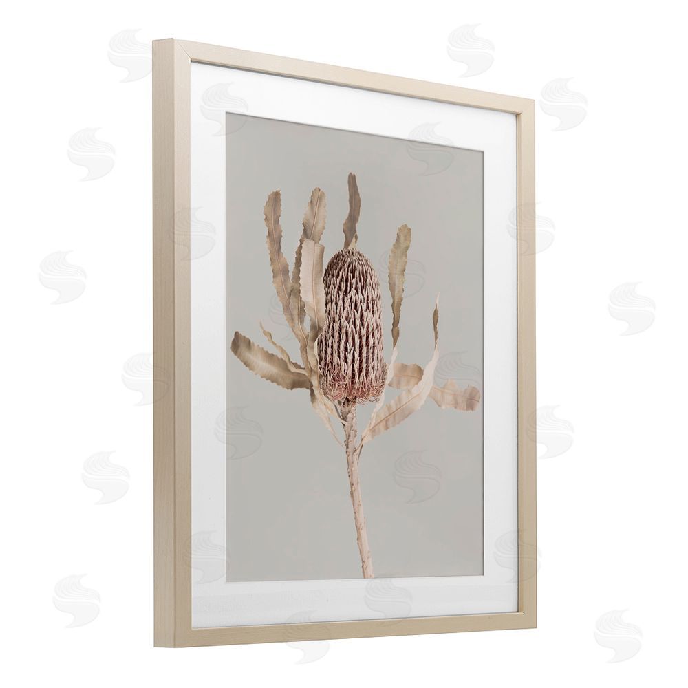 Sisi and Seb Australian Banksia Botanical Birch Framed Print Under Glass with White Mat Wall Art