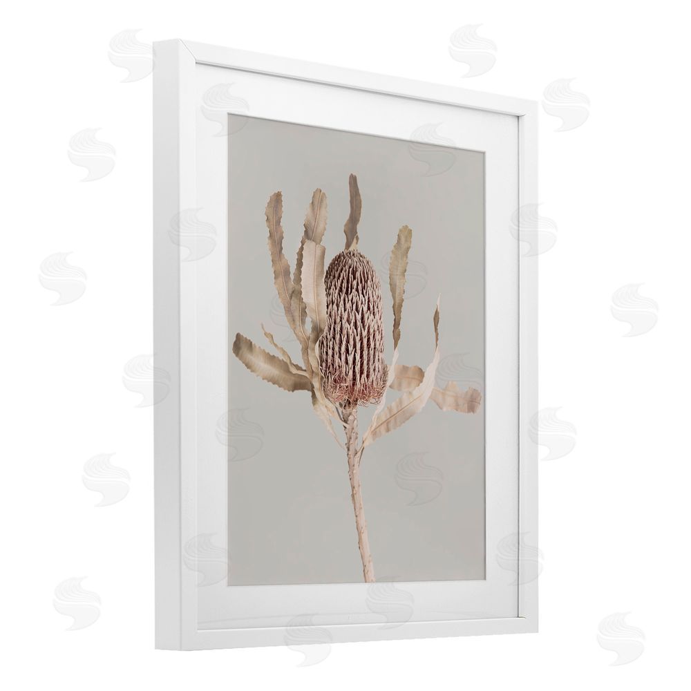 Sisi and Seb Australian Banksia Botanical White Framed Print Under Glass with Mat Wall Art