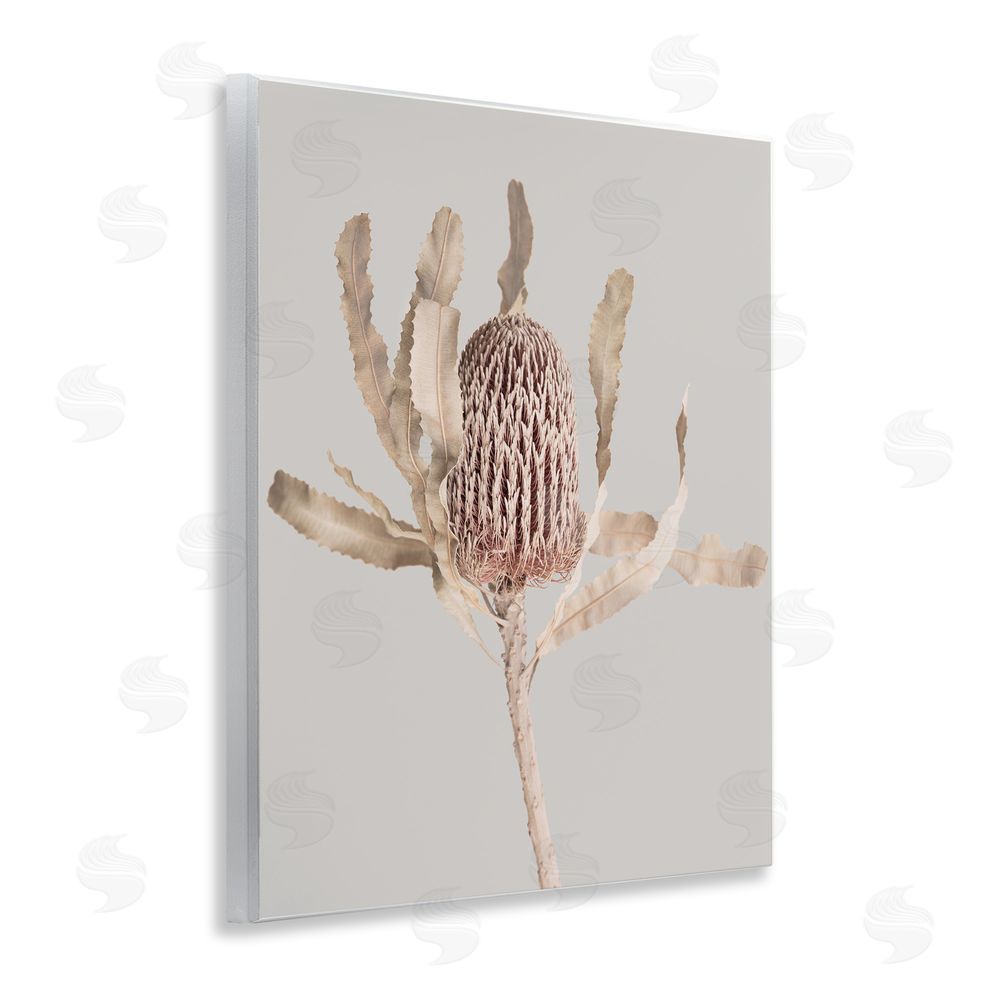 Sisi and Seb Australian Banksia Botanical Wall Plaque Art Print