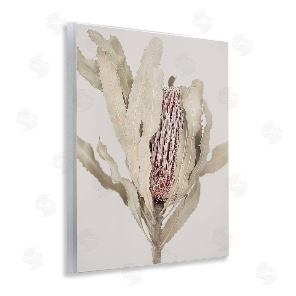 Sisi and Seb Hidden Banksia Botanical Fronds Wall Plaque Art Print