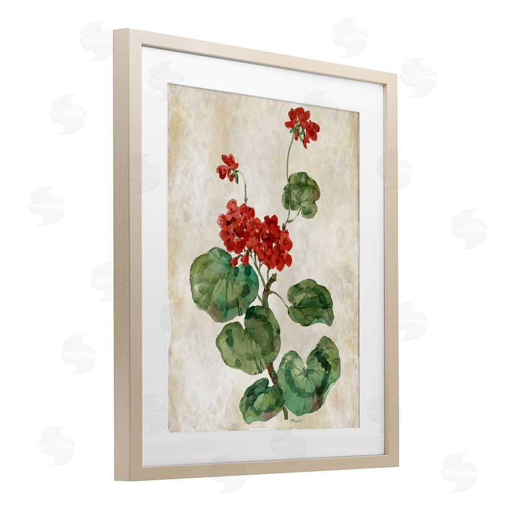 Paul Brent Floral Journal Red Flower Birch Framed Print Under Glass Art