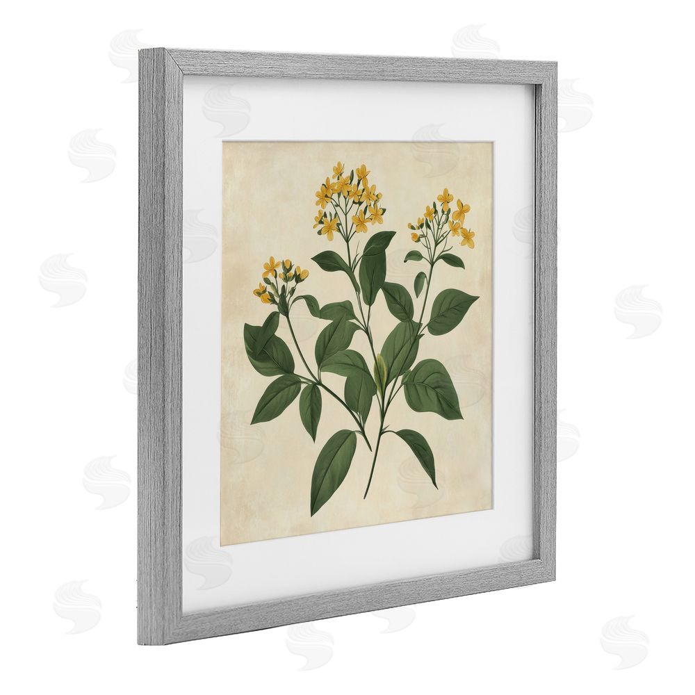Petal Prints Design Yellow Bushels Botanical Illustration Gray Framed Print Under Glass with White Mat Wall Art