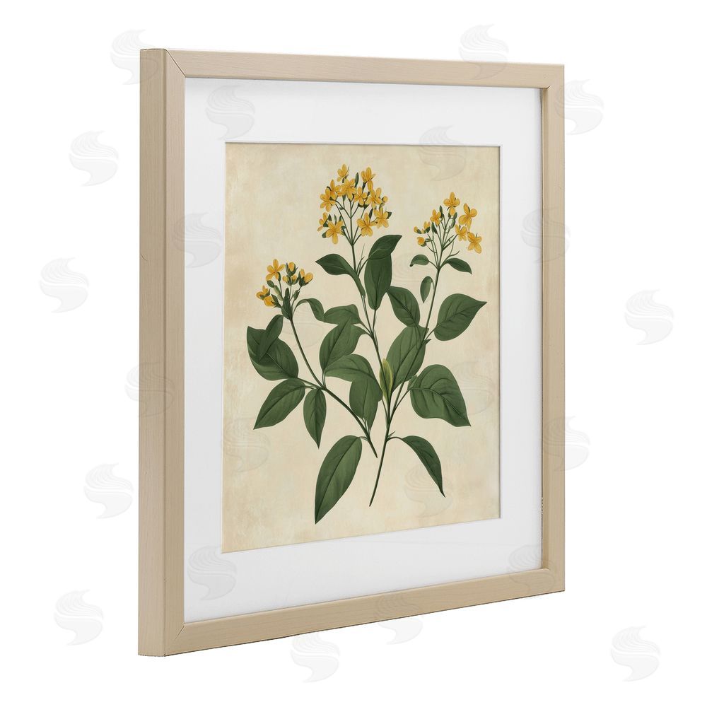 Petal Prints Design Yellow Bushels Botanical Illustration Birch Framed Print Under Glass with White Mat Wall Art