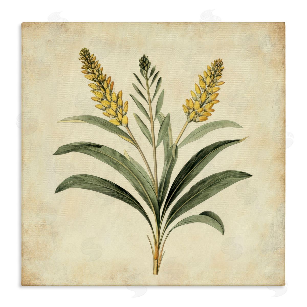 Petal Prints Design Vintage Yellow Wheat Illustration Canvas Wall Art Print
