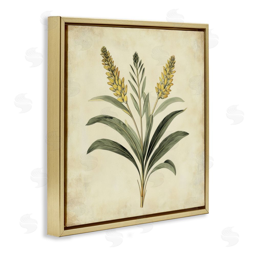 Petal Prints Design Vintage Yellow Wheat Illustration Gold Floating Frame Canvas Wall Art Print