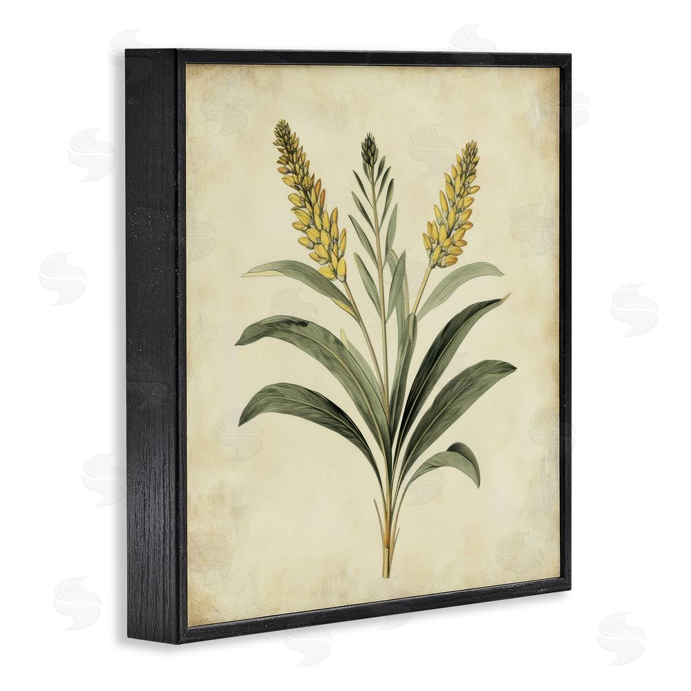 Petal Prints Design Vintage Yellow Wheat Illustration Black Framed Giclee Wall Art Print