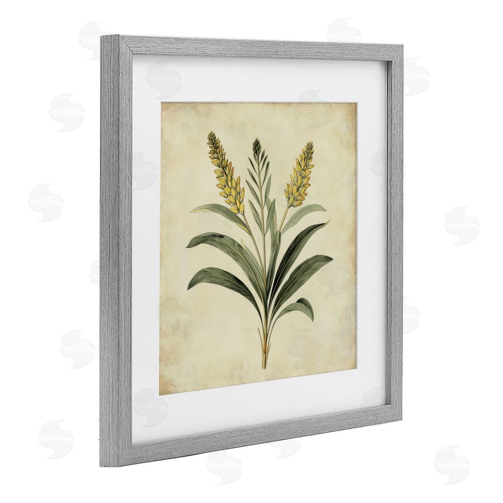 Petal Prints Design Vintage Yellow Wheat Illustration Gray Framed Print Under Glass with White Mat Wall Art