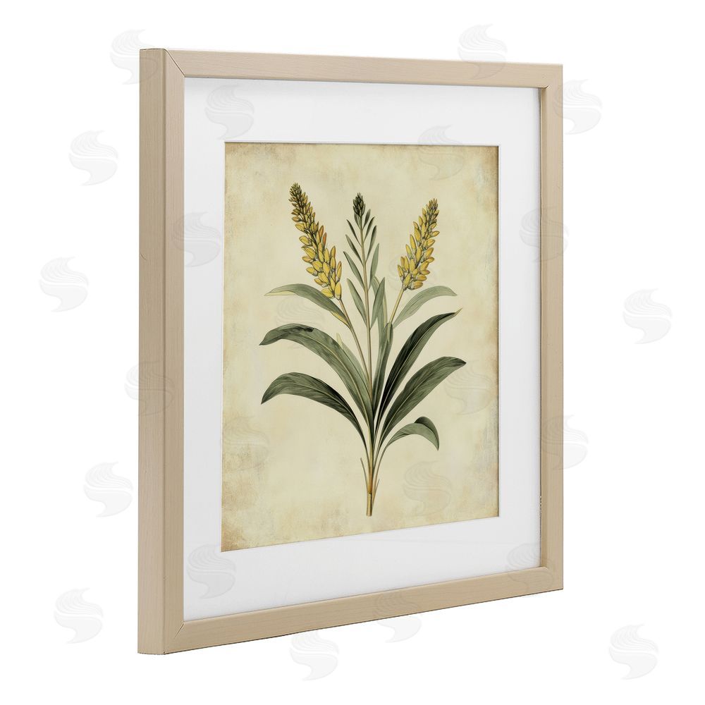 Petal Prints Design Vintage Yellow Wheat Illustration Birch Framed Print Under Glass with White Mat Wall Art