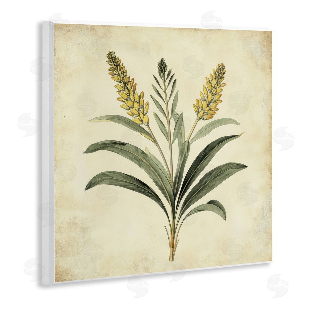 Petal Prints Design Vintage Yellow Wheat Illustration Wall Plaque Art Print
