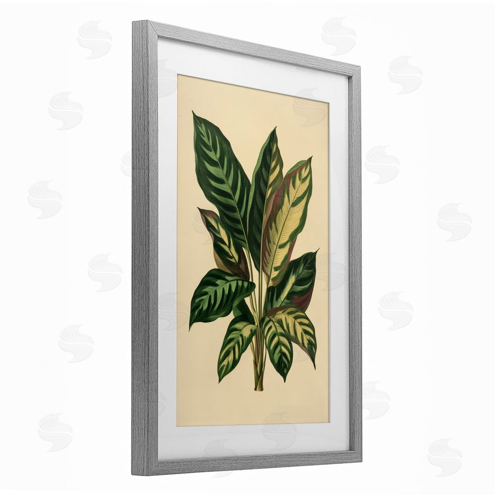 Petal Prints Design Tropical Leaves Green Fronds Gray Framed Print Under Glass with White Mat Wall Art